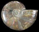 Flashy Red Iridescent Ammonite - Wide #52306-1